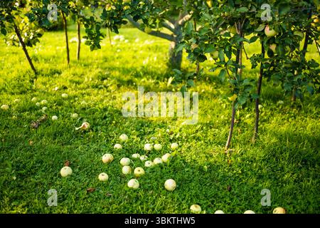 Reife Äpfel liegen verstreut auf dem grünen Gras unter tief hängenden Ästen eines Apfelbaums in einem sonnendurchfluteten Obstgarten. Stockfoto