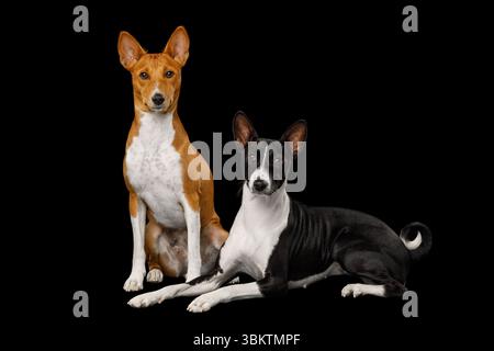 Zwei Basenji-Hunde liegen auf einem isolierten schwarzen Hintergrund, Seitenansicht, volle Höhe, in der Kamera Stockfoto