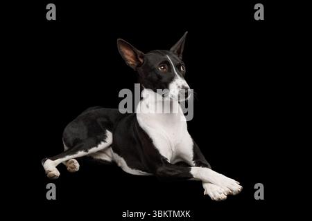 Weißer und schwarzer Basenji-Hund, der auf einem isolierten schwarzen Hintergrund liegt, Seitenansicht, volle Höhe, Kreuzpfoten Stockfoto