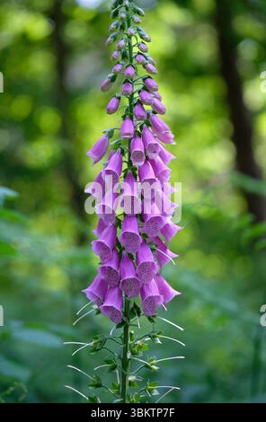 Blühende lila Fuchshandschuhe in Waldlandschaft, holt, Nord-norfolk, england Stockfoto