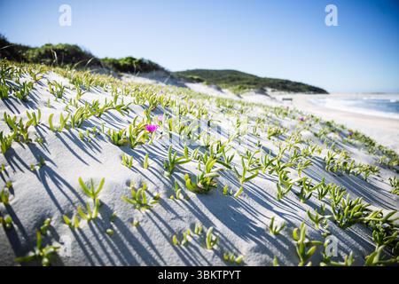 Pigface wächst auf Küstensanddünen mit Ozean im Hintergrund Stockfoto