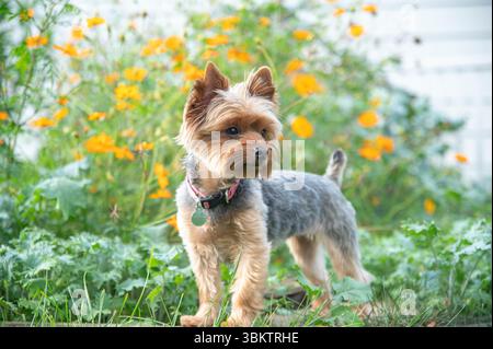 Yorkshire-Terrier-Welpe steht im Garten mit orangefarbenen Blumen Stockfoto