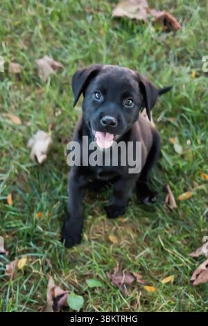 Glücklicher schwarzer labrador-Welpe, der im Herbst auf Gras sitzt Stockfoto