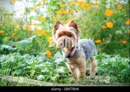 Yorkshire-Terrier-Welpe steht in grünem Gras und orangefarbenen Blumen Stockfoto