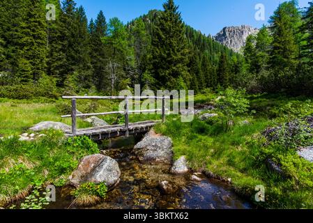 Holzbrücke auf den Wanderwegen des Lagorai zwischen grünen Wiesen und Lärchenwäldern in Trient Italien Stockfoto