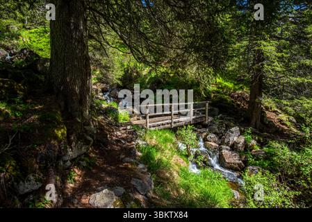 Holzbrücke auf den Wanderwegen des Lagorai zwischen grünen Wiesen und Lärchenwäldern in Trient Italien Stockfoto