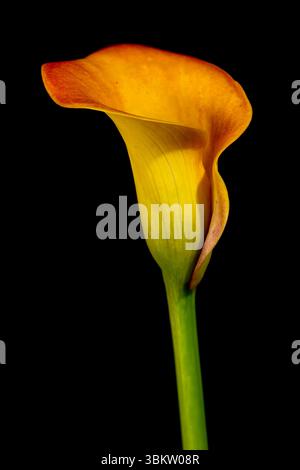 Eine wunderschöne orangene Calla Lily Blume, fotografiert auf einem schlichten, schwarzen Hintergrund Stockfoto