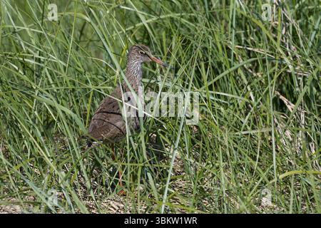 Rotschenkel, Tringa totanus, Rotschenkel, Rotschenkel, Le Chevalier gambette Stockfoto