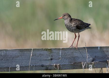 Rotschenkel, Tringa totanus, Rotschenkel, Rotschenkel, Le Chevalier gambette Stockfoto