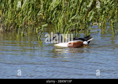 Löffelente, Männchen, Erpel, Löffel-Ente, Spatula clypeata, Anas clypeata, nördlicher Schaufel, Schaufel, männlich, Le Canard souchet Stockfoto
