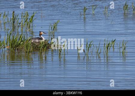 Haubentaucher, brütend auf Nest, Hauben-Taucher, Taucher, Podiceps cristatus, großer Haubenvogel, Le Grèbe huppé, Wasservogel, Wasservögel Stockfoto