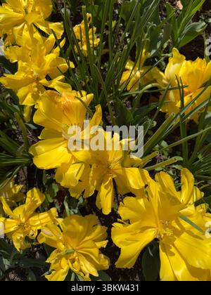 Hellgelbe Tulpen im Frühlingssonnenlicht Stockfoto