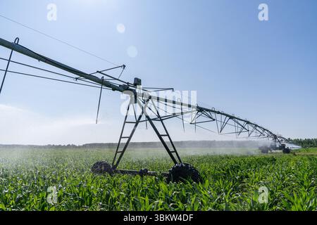 Landwirtschaftliche Drehbewässerung auf einem Maisfeld Stockfoto
