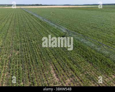 Luftaufnahme eines landwirtschaftlichen Bewässerungsdrehsystems auf einem Maisfeld Stockfoto