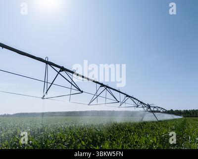 Landwirtschaftliche Drehbewässerung auf einem Maisfeld Stockfoto