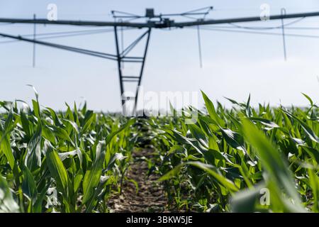 Landwirtschaftliche Drehbewässerung auf einem Maisfeld Stockfoto