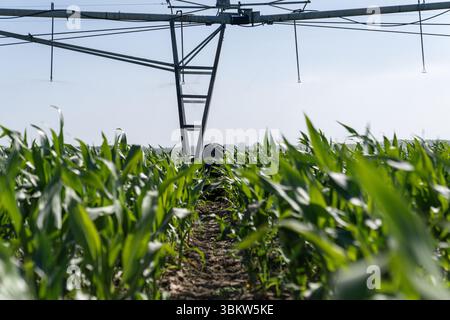 Landwirtschaftliche Drehbewässerung auf einem Maisfeld Stockfoto