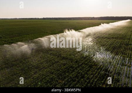 Luftaufnahme eines landwirtschaftlichen Bewässerungsdrehsystems auf einem Maisfeld bei Sonnenuntergang Stockfoto