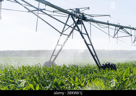 Landwirtschaftliche Drehbewässerung auf einem Maisfeld Stockfoto