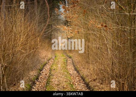 Eine unbefestigte Straße in einem dichten Herbstwald im Osten Polens Stockfoto