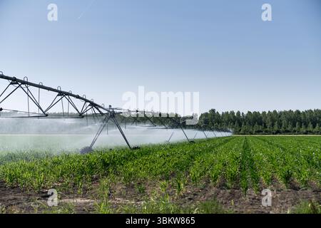 Landwirtschaftliche Drehbewässerung auf einem Maisfeld Stockfoto
