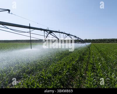 Landwirtschaftliche Drehbewässerung auf einem Maisfeld Stockfoto