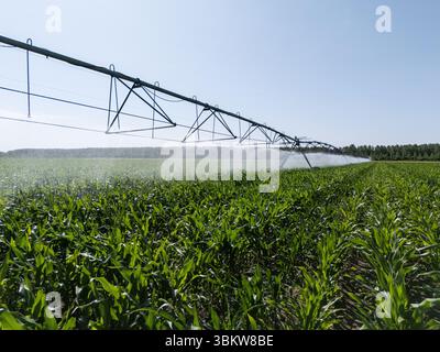 Landwirtschaftliche Drehbewässerung auf einem Maisfeld Stockfoto