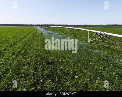 Luftaufnahme eines landwirtschaftlichen Bewässerungsdrehsystems auf einem Maisfeld Stockfoto