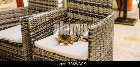 Tabby-Katze schläft auf Rattanstuhl im Freien, Banner mit Kopierraum. Entspannung, Komfort und gemütliche Café-Terrasse. Stockfoto