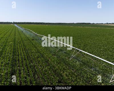 Luftaufnahme eines landwirtschaftlichen Bewässerungsdrehsystems auf einem Maisfeld Stockfoto