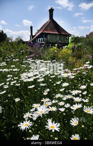 Weiße Margeriten Stockfoto