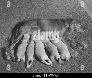 Fünf kleine Welpen trinken Milch von Mutterhund Stockfoto