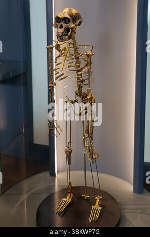 Homininen Skelett Wiederaufbau des Australopithecus afarensis (Lucy) A. afarensis war einer zweibeinigen Menschen - wie Primas (Hominiden), die in Afrika 3.9 lebten - Stockfoto