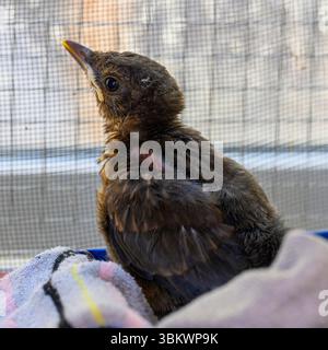 Tierärzte füttern und pflegen eine verwaiste stationäre Amsel (Turdus merula), die im israelischen Wildlife Hospital fotografiert wurde. Stockfoto