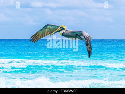 Majestätischer Pelikan, der über dem klaren blauen Meer von Cancun schwingt und seine beeindruckende Flügelspannweite vor einer sonnigen tropischen Küste zeigt. Stockfoto