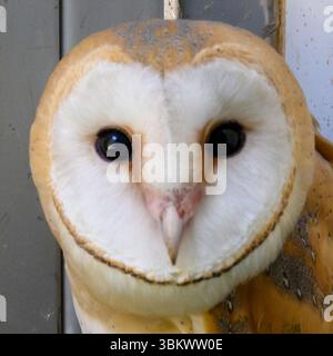 Digital verbessertes Bild von Kopf und Gesicht einer Westlichen Scheunenkeule (Tyto alba) Stockfoto