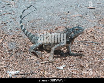 Ein grüner Leguan, der sich in der Sonne sonnt und seine strukturierten Schuppen und seinen prähistorischen Look in einem warmen tropischen Lebensraum, umgeben von natürlicher Schönheit, zeigt. Stockfoto