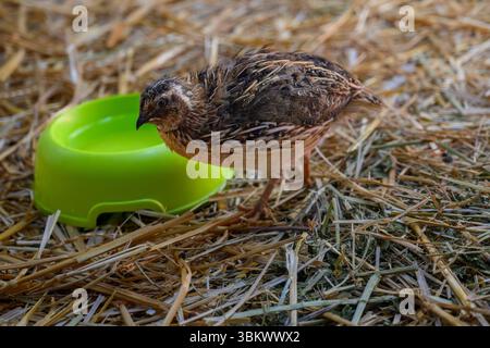 Stationäre Wachteln (Coturnix coturnix), trinken Wasser aus einer Schüssel die gewöhnliche oder europäische Wachtel, ist ein kleiner bodenbrütender Wildvogel im Pheas Stockfoto