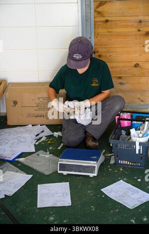 Die Tierärztin wiegt Sand und behandelt eine stationäre Langohr-Eule (Asio otus), die im israelischen Wildlife Hospital, Ramat Gan, ISR, fotografiert wurde Stockfoto