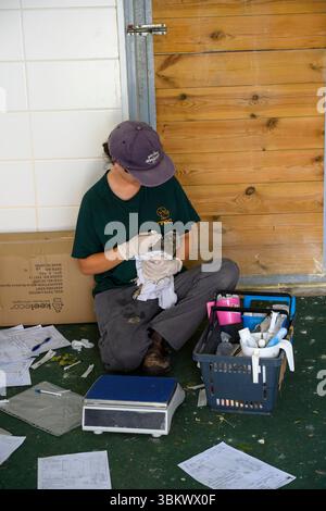 Die Tierärztin wiegt Sand und behandelt eine stationäre Langohr-Eule (Asio otus), die im israelischen Wildlife Hospital, Ramat Gan, ISR, fotografiert wurde Stockfoto