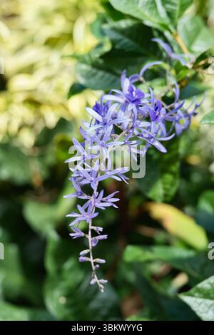 Violette Petrea volubilis blüht im exotischen Garten Mahe Seychellen Stockfoto