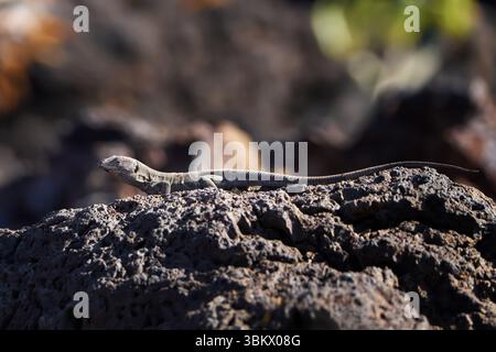 BOETTGER-Echse (Gallotia caesaris caesaris) männlich, komplette Seitenansicht Stockfoto