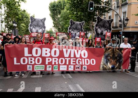 Die Demonstranten halten ein Banner mit dem Slogan „Lobo vivo y protegido“ („Wolf lebendig und geschützt“), während Tausende von Menschen, von denen einige eine riesige Statue eines Wolfes tragen, durch die Straßen von Madrid marschieren, um die Wiedereinsetzung des rechtlichen Schutzes für den iberischen Wolf zu fordern. Der von fast zweihundert Organisationen organisierte Protest forderte die Wiedereinführung des besonderen Schutzstatus des iberischen Wolfs, der am 20. März 2025 vom Kongress aufgehoben wurde und von Umweltorganisationen als beispiellosen Rückschlag in der Erhaltungspolitik für diese emblematische Art angesehen wird. Stockfoto