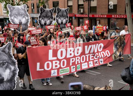 Die Demonstranten halten ein Banner mit dem Slogan „Lobo vivo y protegido“ („Wolf lebendig und geschützt“), während Tausende von Menschen, von denen einige eine riesige Statue eines Wolfes tragen, durch die Straßen von Madrid marschieren, um die Wiedereinsetzung des rechtlichen Schutzes für den iberischen Wolf zu fordern. Der von fast zweihundert Organisationen organisierte Protest forderte die Wiedereinführung des besonderen Schutzstatus des iberischen Wolfs, der am 20. März 2025 vom Kongress aufgehoben wurde und von Umweltorganisationen als beispiellosen Rückschlag in der Erhaltungspolitik für diese emblematische Art angesehen wird. Stockfoto