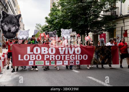 Die Demonstranten halten ein Banner mit dem Slogan „Lobo vivo y protegido“ („Wolf lebendig und geschützt“), während Tausende von Menschen, von denen einige eine riesige Statue eines Wolfes tragen, durch die Straßen von Madrid marschieren, um die Wiedereinsetzung des rechtlichen Schutzes für den iberischen Wolf zu fordern. Der von fast zweihundert Organisationen organisierte Protest forderte die Wiedereinführung des besonderen Schutzstatus des iberischen Wolfs, der am 20. März 2025 vom Kongress aufgehoben wurde und von Umweltorganisationen als beispiellosen Rückschlag in der Erhaltungspolitik für diese emblematische Art angesehen wird. Stockfoto