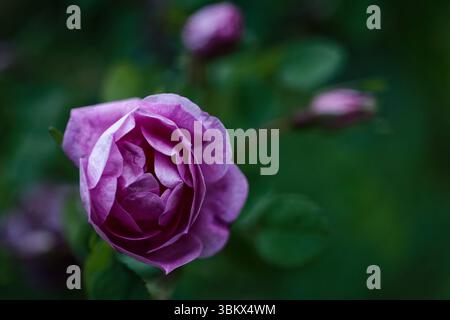 Rosafarbener Rosenstrauch blüht lebhaft vor einem dunklen, stimmungsvollen Hintergrund und hebt seine Blütenblätter hervor. Stockfoto