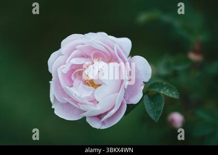 Rosafarbener Rosenstrauch blüht lebhaft vor einem dunklen, stimmungsvollen Hintergrund und hebt seine Blütenblätter hervor. Stockfoto