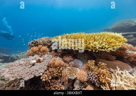 Ein Taucher erkundet ein pulsierendes Korallenriff und beobachtet die vielfältige Unterwasserwelt und die komplizierten Korallenformationen. Stockfoto