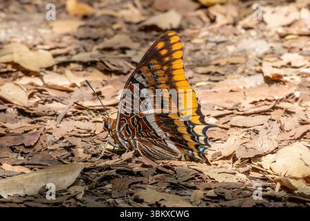 Zweischwänziger Pascha-Schmetterling (Charaxes jasius), der sich von Bodenmineralien in Andalusien ernährt Stockfoto