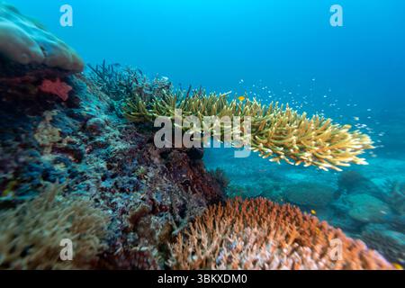 Ein Unterwasserblick auf ein pulsierendes Korallenriff voller Leben. Es sind verschiedene Arten von Korallen sichtbar, darunter Verzweigungen und Plattenkorallen, die kleinen Fischen und anderen Meeresorganismen einen Lebensraum bieten. Das klare blaue Wasser ermöglicht eine hervorragende Sicht und zeigt die Schönheit und Artenvielfalt des Riffökosystems. Stockfoto